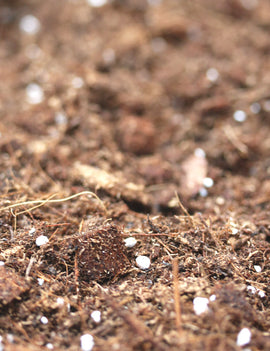 Substrat spécial hoya : meilleur substrat pour hoya