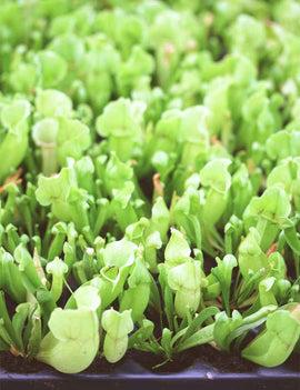 Sarracenia purpurea venosa | Plaque mini-mottes X 104