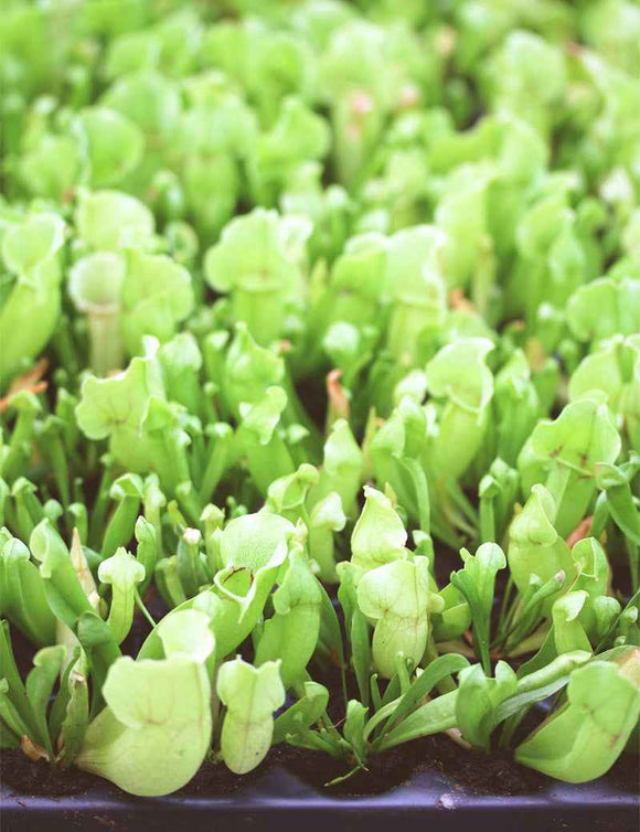 Sarracenia purpurea venosa | Plaque mini-mottes X 104