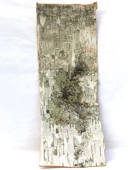 Plaque d'écorce de bouleau naturelle - Plaque d'écorce de bouleau authentique pour vos créations