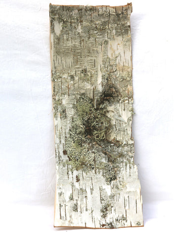 Plaque d'écorce de bouleau naturelle - Plaque d'écorce de bouleau authentique pour vos créations