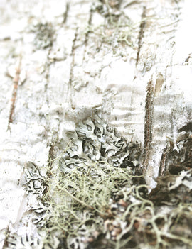 Plaque d'écorce de bouleau naturelle - Plaque d'écorce de bouleau authentique pour vos créations