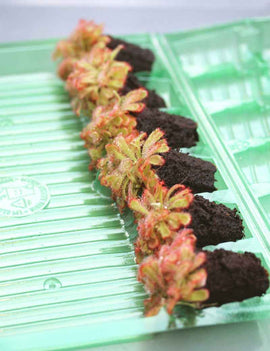 Mottes de Drosera aliciae à rempoter x 6