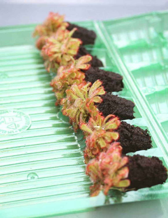 Mottes de Drosera aliciae à rempoter x 6