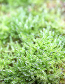 Mousse lycopodium - Mini motte