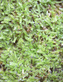 Mousse lycopodium - Mini motte