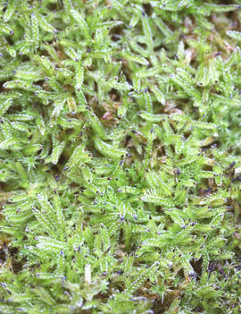Mousse lycopodium - Mini motte