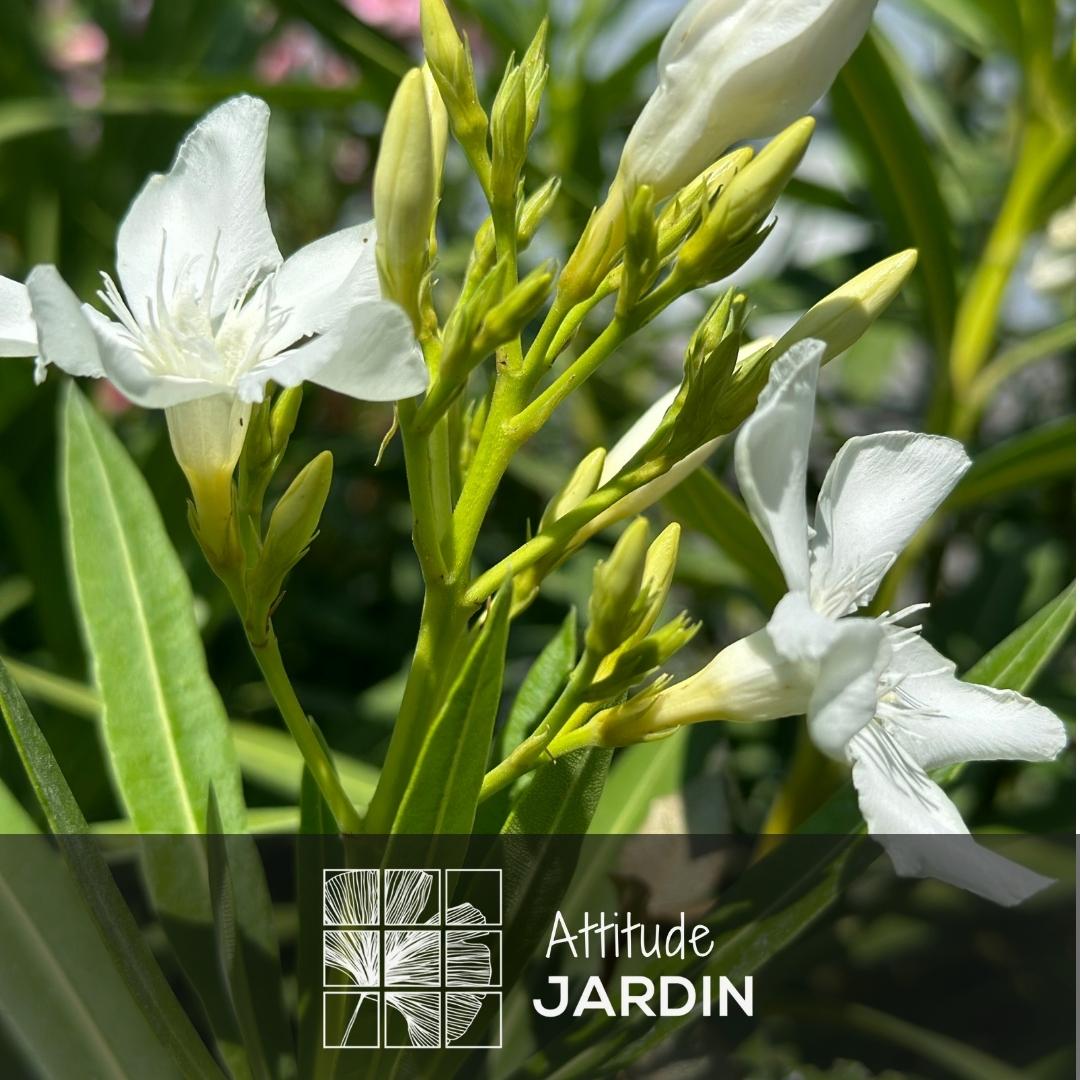 Laurier Rose Oleander 60 cm - undefined