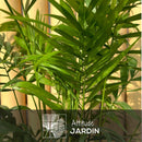 Chamaedorea Elegans 80 cm - clicktofournisseur.com