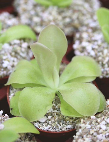 Pinguicula weser