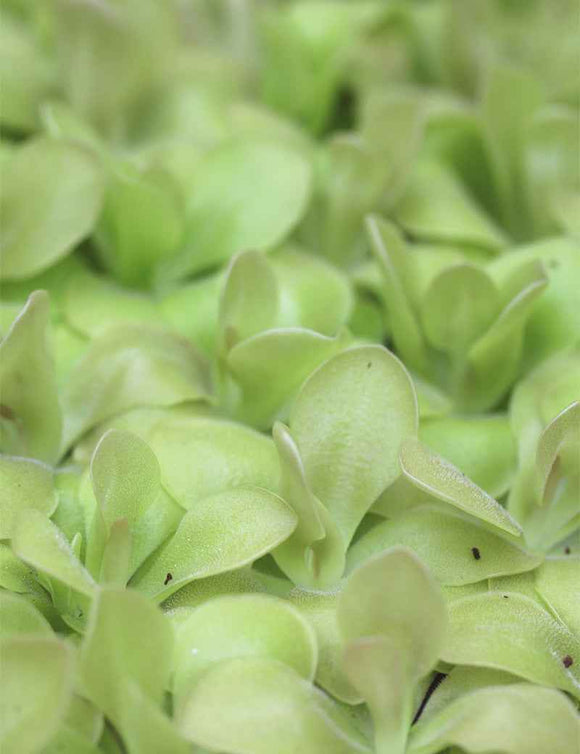 Pinguicula weser