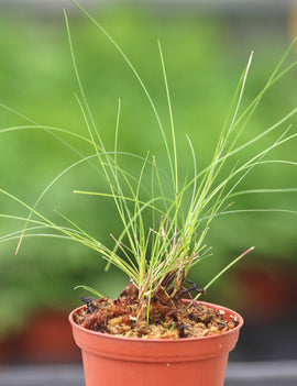 Juncus mini plante - Idéale pour votre jardin aquatique