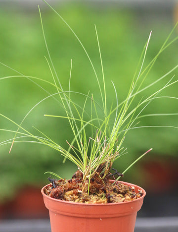 Juncus mini plante - Idéale pour votre jardin aquatique