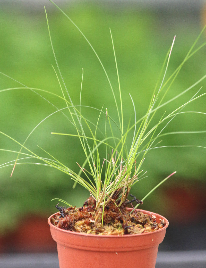 Juncus mini plante - Idéale pour votre jardin aquatique