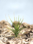 Tillandsia caulescens