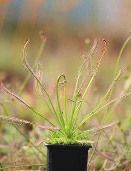 Drosera capensis géant