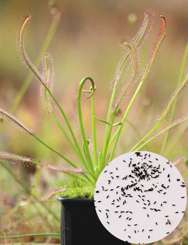 Graines de Drosera capensis géant