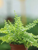 Nephrolepis exaltata green fantasy