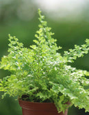 Nephrolepis exaltata green fantasy