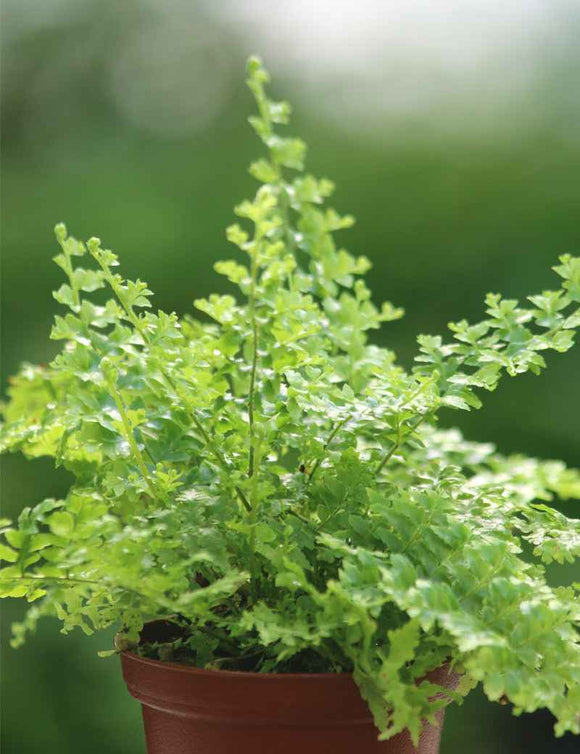 Nephrolepis exaltata green fantasy