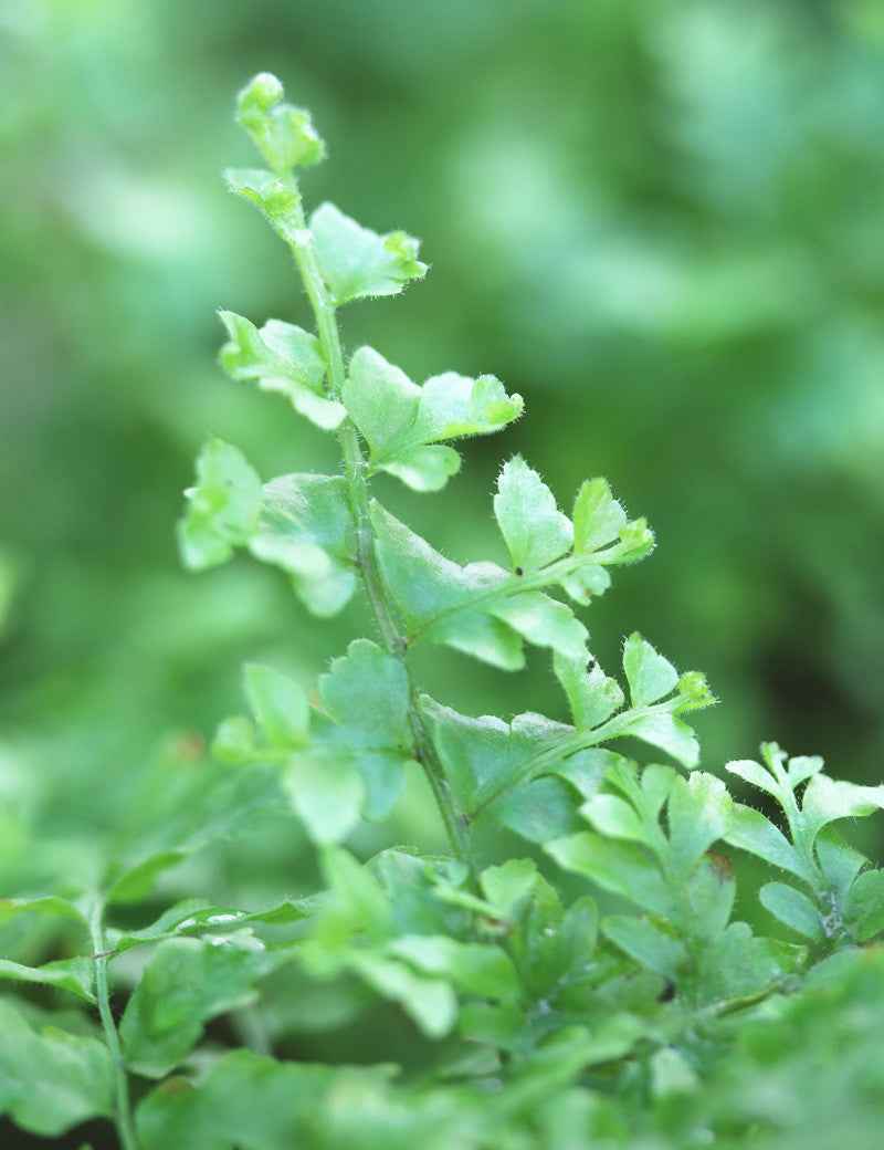 Nephrolepis exaltata green fantasy