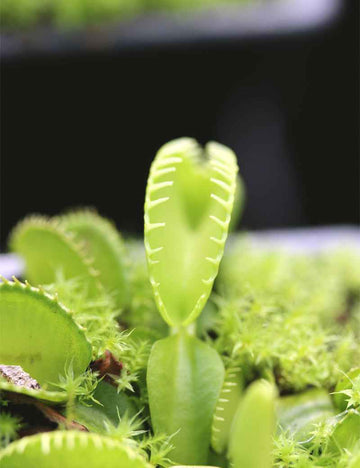 Dionaea Harmony