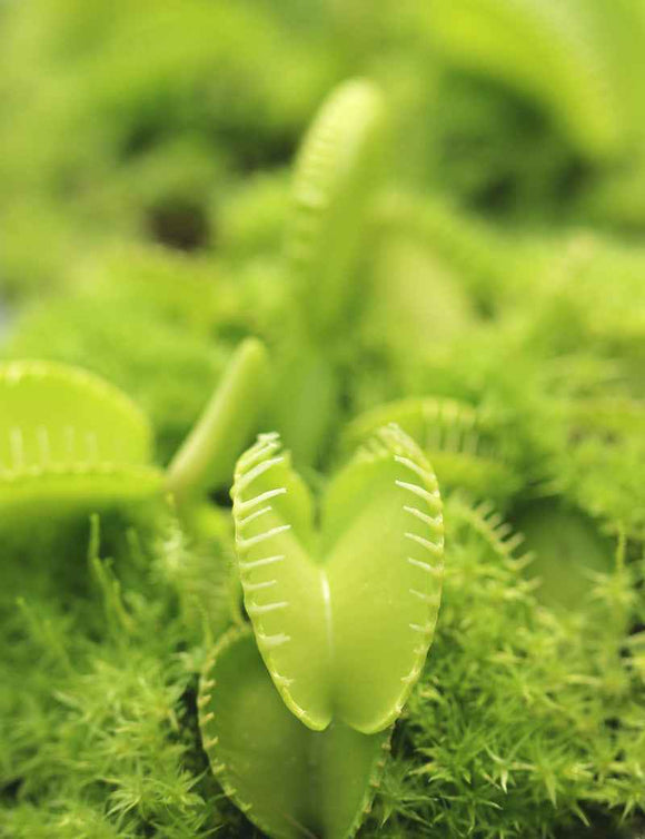 Dionaea Harmony