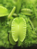 Dionaea harmony-3