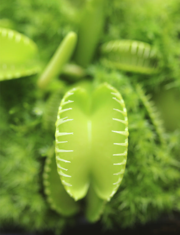 Dionaea harmony