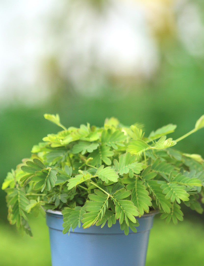 Mimosa pudica