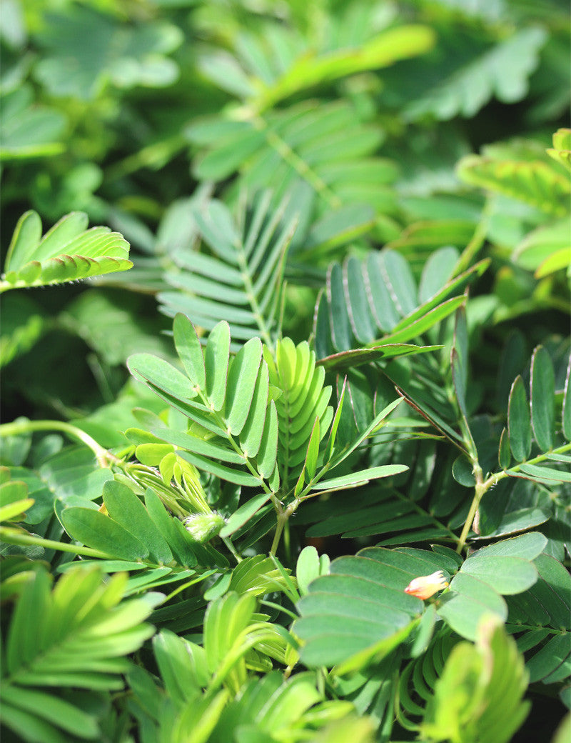 Mimosa pudica