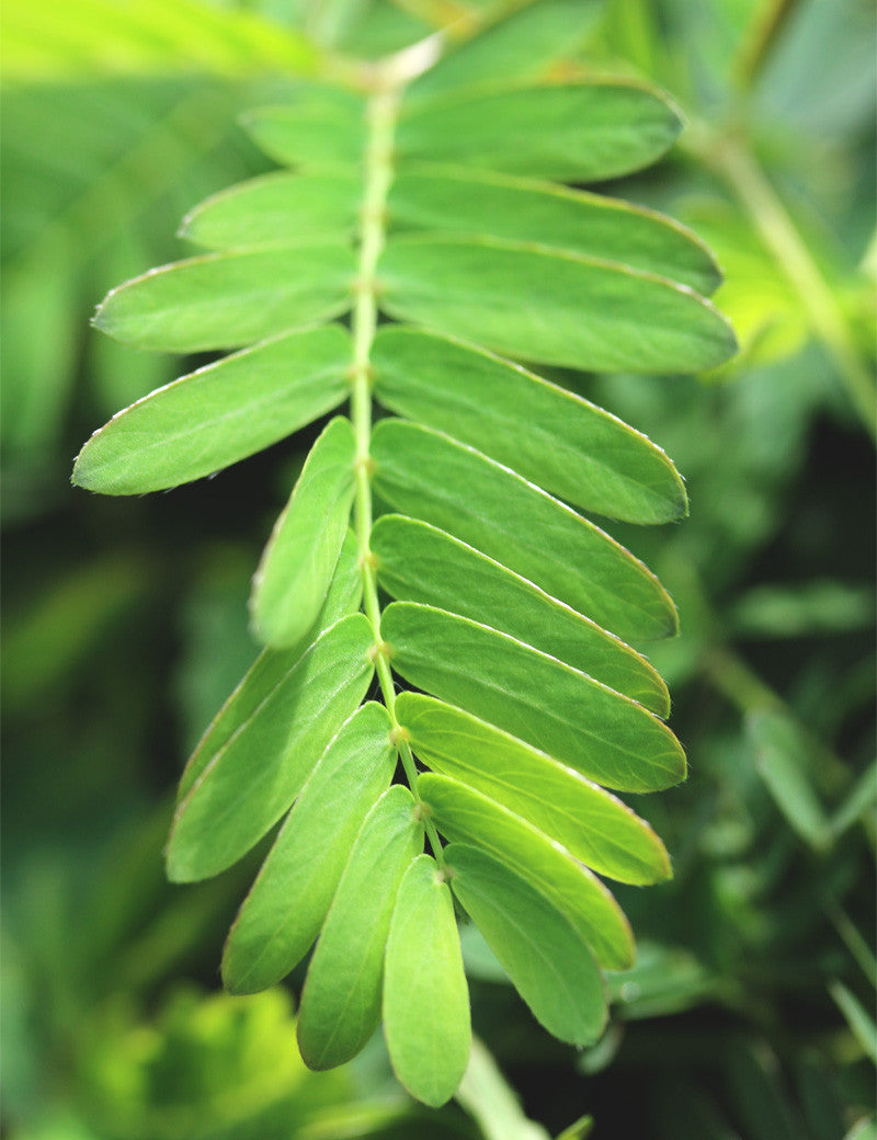 Mimosa pudica