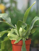 Platycerium bifurcatum