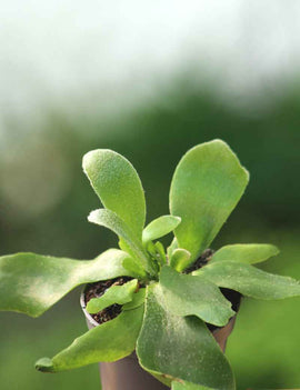 Platycerium bifurcatum