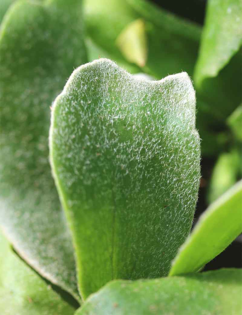 Platycerium bifurcatum