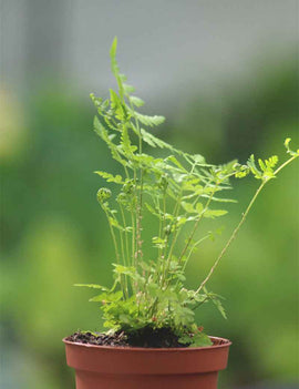 Dryopteris carthusiana