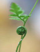 Dryopteris carthusiana