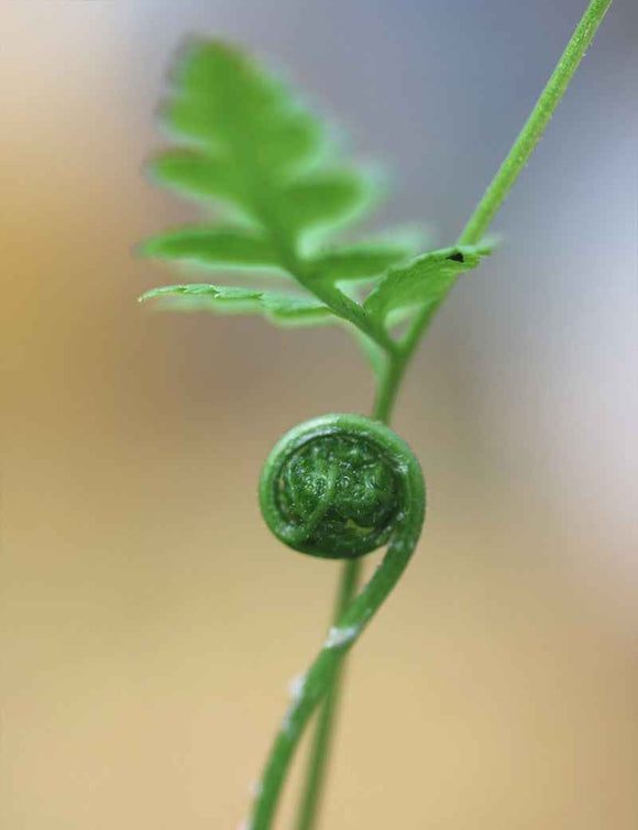 Dryopteris carthusiana