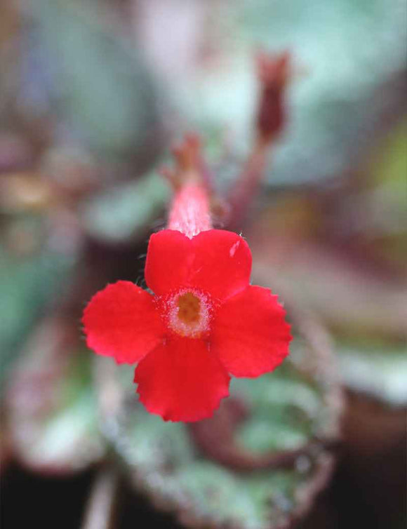 Episcia reptans