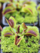 Dionaea rouge dentelée - grenat bohémien