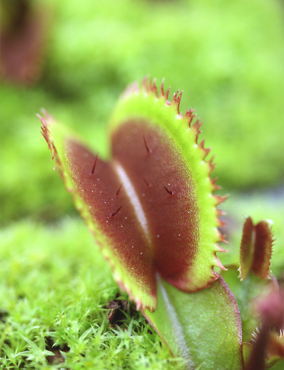 Dionaea rouge dentelée - grenat bohémien