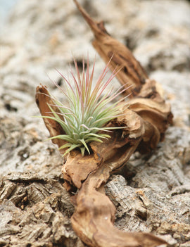 Racine de rivière 20/25cm - Idéale pour aquariums et décorations naturelles
