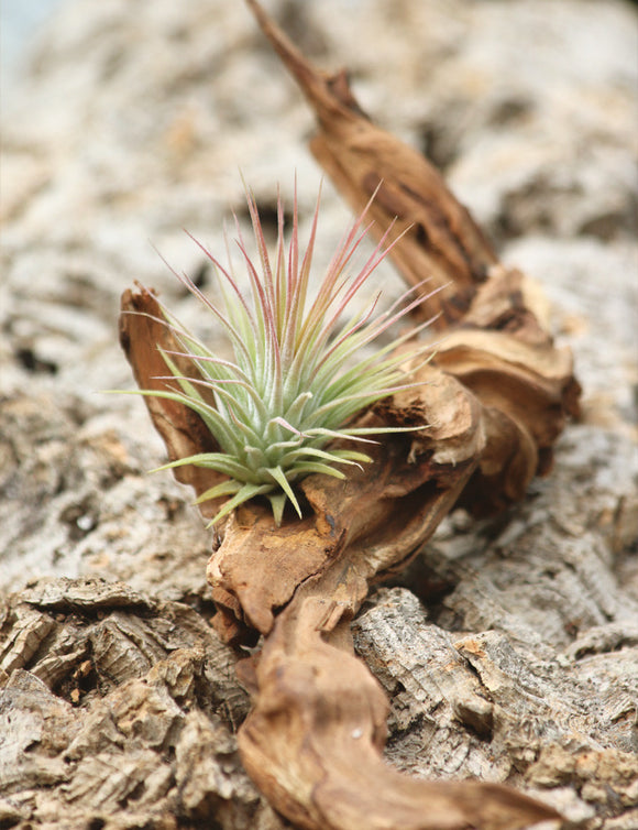 Racine de rivière 20/25cm - Idéale pour aquariums et décorations naturelles