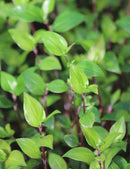 Tradescantia fluminensis | À repiquer