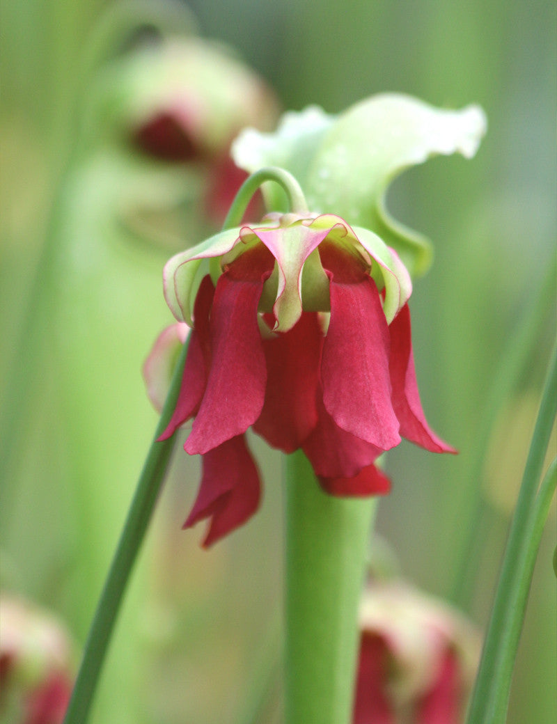 Sarracenia excellens x minor x leucophylla