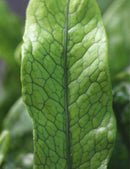 Microsorum crocodyllus