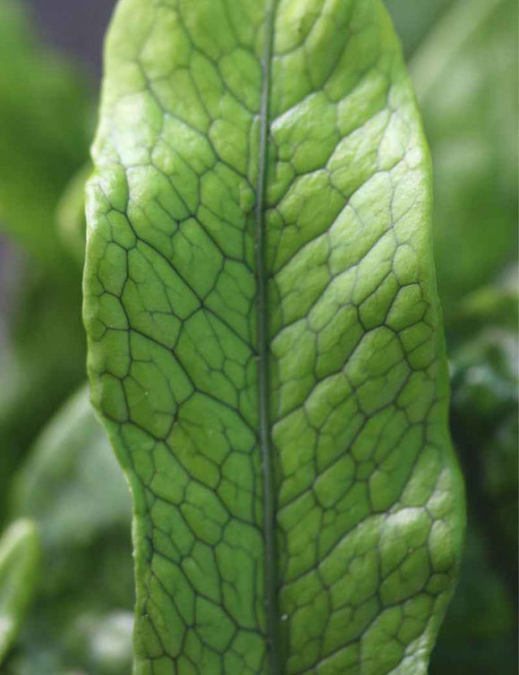 Microsorum crocodyllus