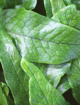 Microsorum crocodyllus