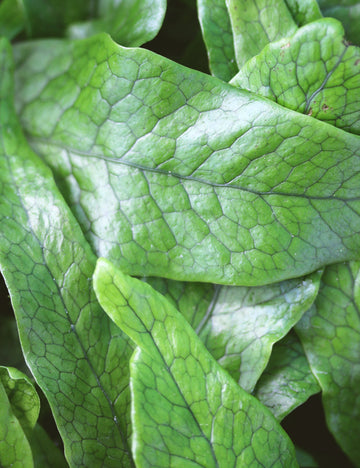 Microsorum crocodyllus