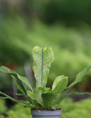 Microsorum crocodyllus